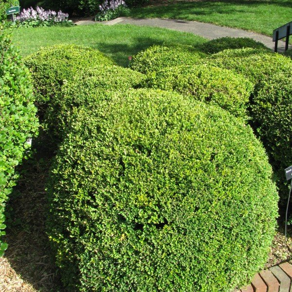 Korean Boxwood - Image 3