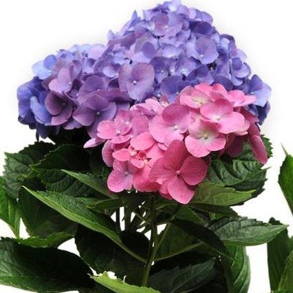 LA Dreamin'® Hydrangea - Image 3