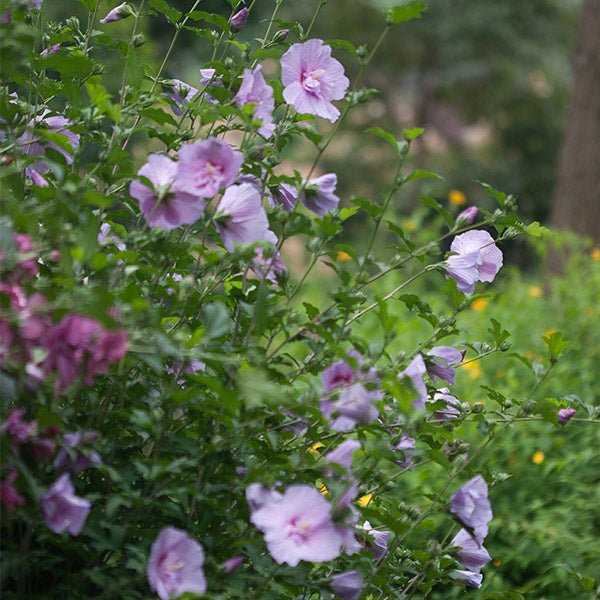 Lavender Chiffon® Rose of Sharon Shrub - Image 3