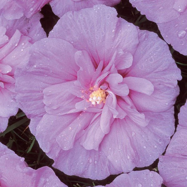 Lavender Chiffon® Rose of Sharon Shrub - Image 5