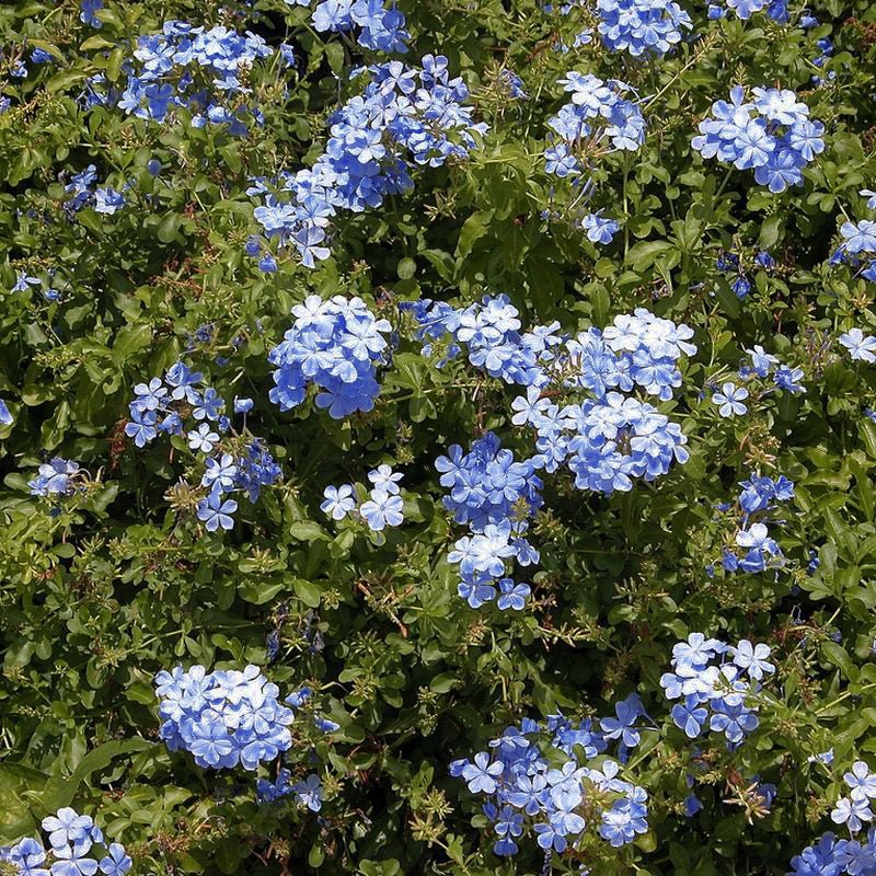 Blue Plumbago Plant - Image 3