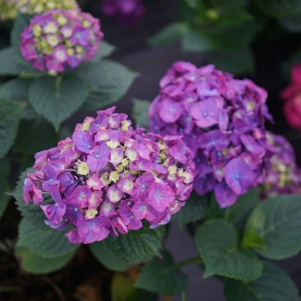 Let's Dance Big Band® Hydrangea - Image 3