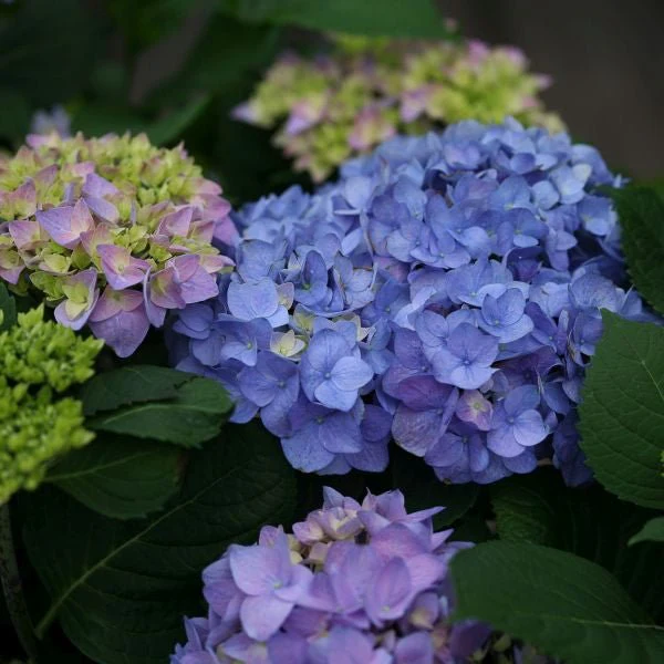 Let's Dance® Rhythmic Blue™ Hydrangea - Image 4