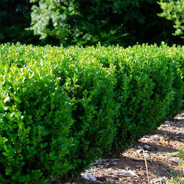 NewGen® Freedom Boxwood - Image 3