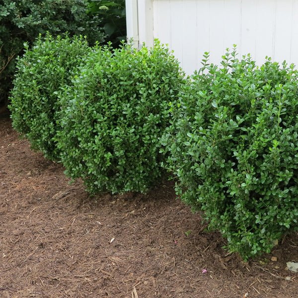 NewGen® Freedom Boxwood - Image 4