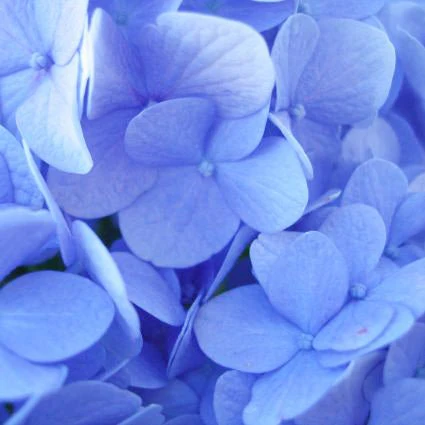 Nikko Blue Bigleaf Hydrangea - Image 4
