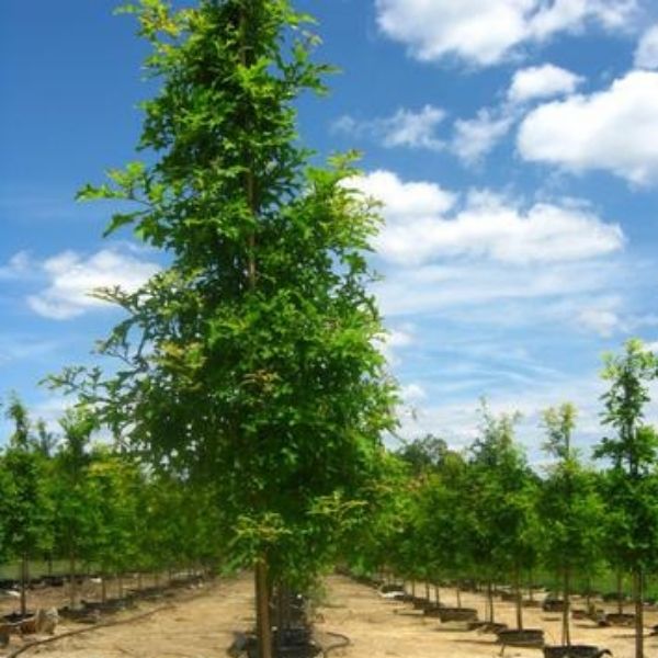 Nuttall Oak Tree - Image 3