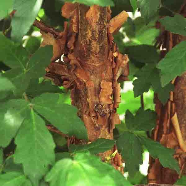 Paperbark Maple Tree - Image 4