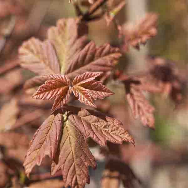 Paperbark Maple Tree - Image 6