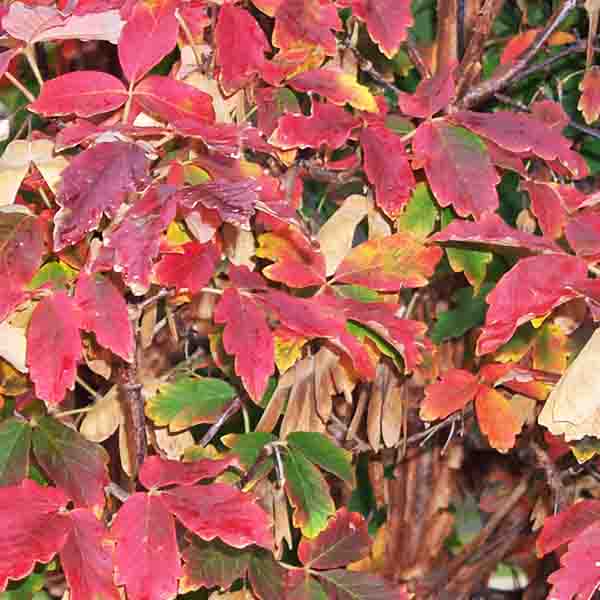 Paperbark Maple Tree - Image 7