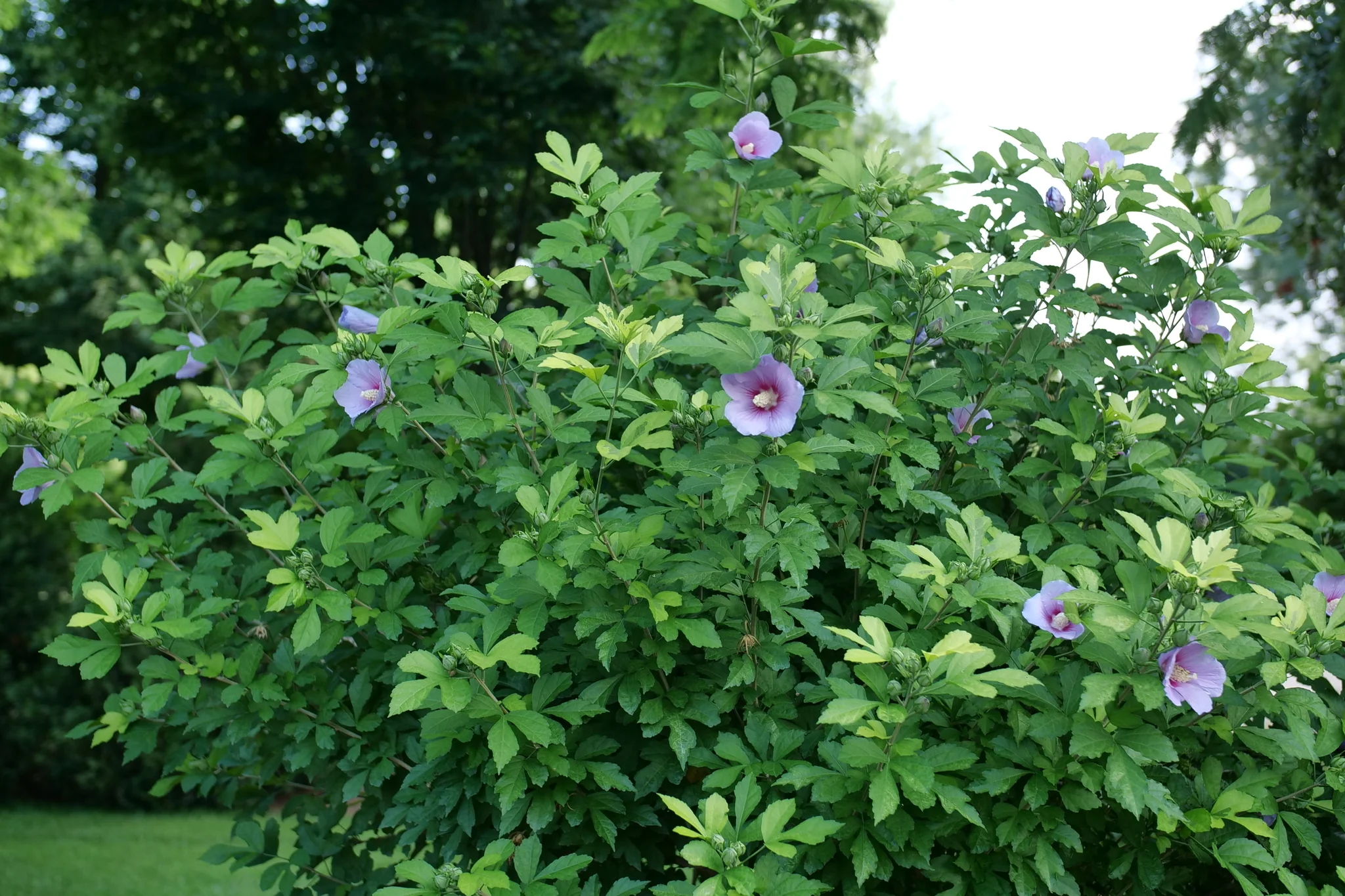 Paraplu Adorned® Rose of Sharon - Image 5