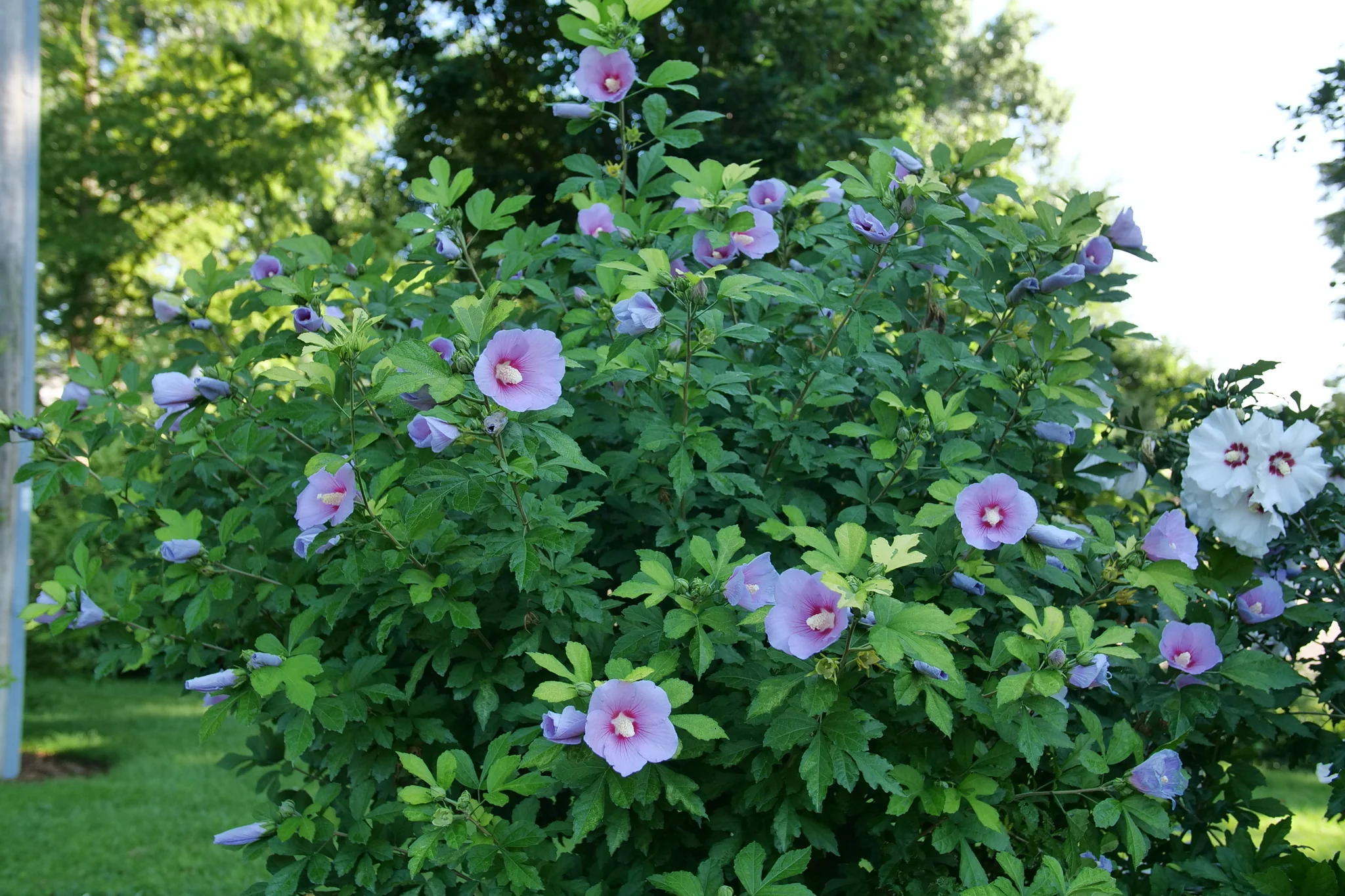 Paraplu Adorned® Rose of Sharon - Image 7