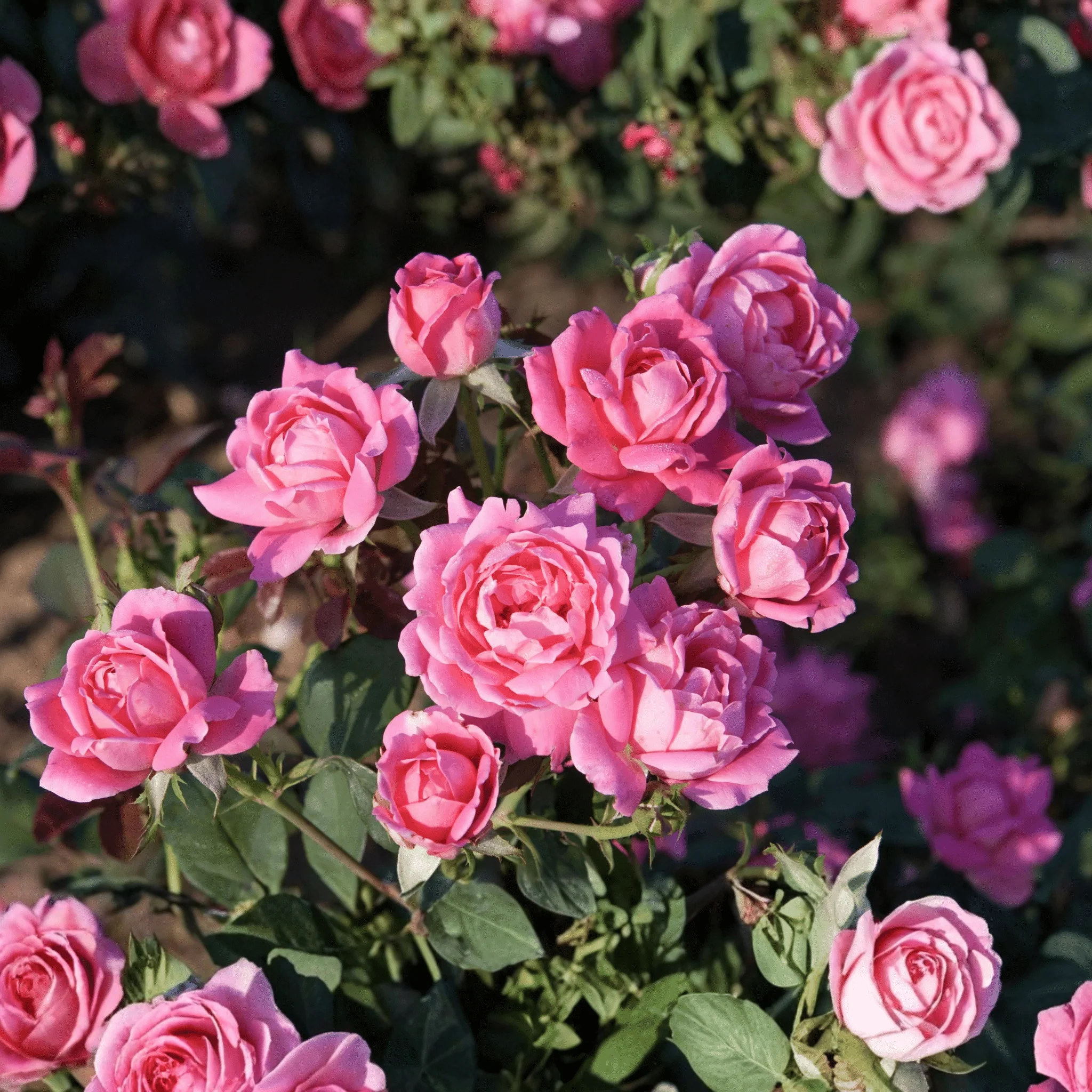 Pink Double Knock Out® Shrub Rose - Image 5