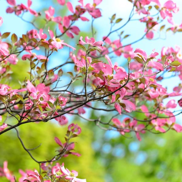 Pink Flowering Dogwood Tree - Image 4