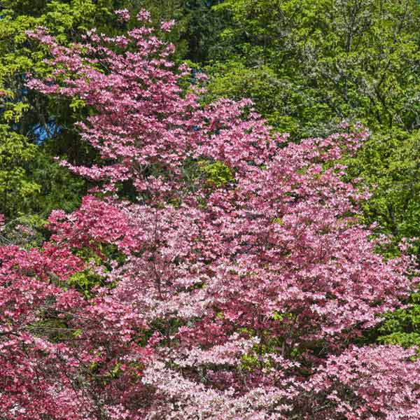 Pink Flowering Dogwood Tree - Image 5