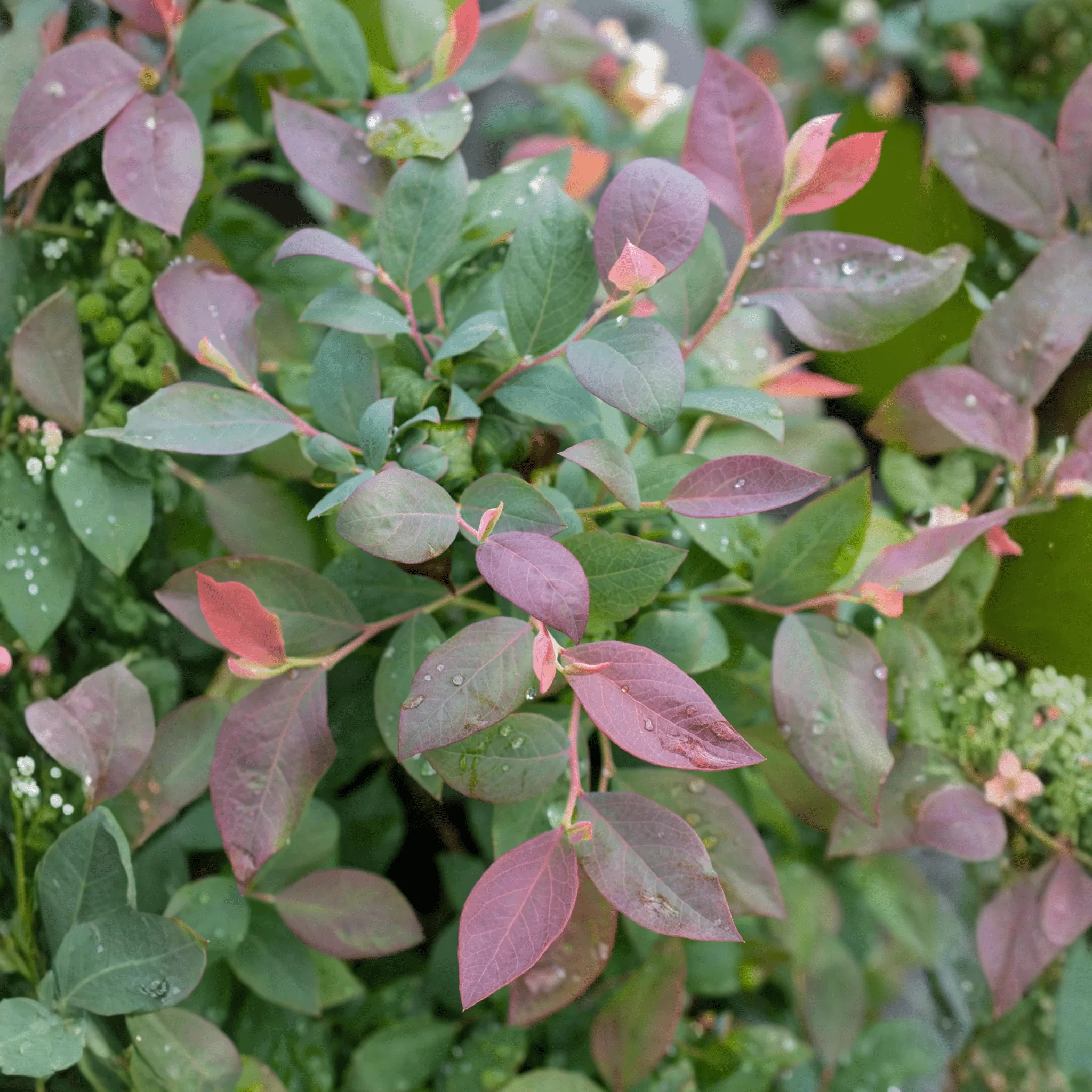 Pink Icing® Blueberry Bush - Image 3