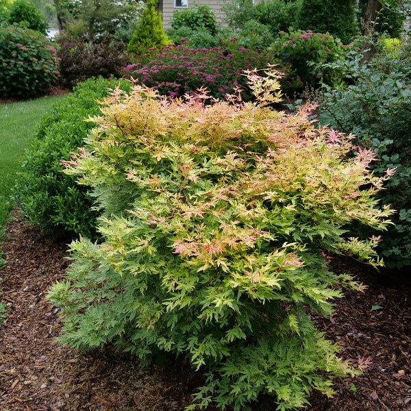 Metamorphosa® Japanese Maple - Image 4