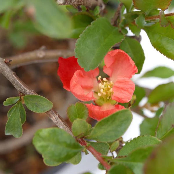 Texas Scarlet Flowering Quince - Image 3