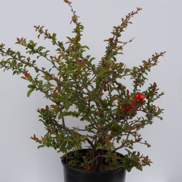 Texas Scarlet Flowering Quince - Image 5