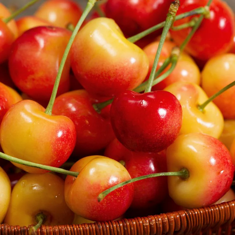 Rainier Cherry Tree - Image 4