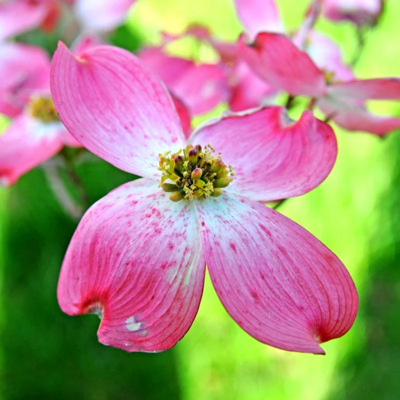 Red Flowering Dogwood - Image 3