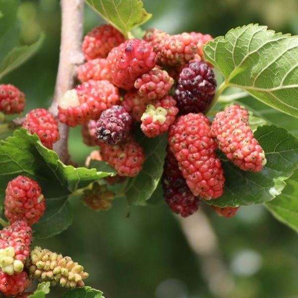 Red Mulberry Tree - Image 3