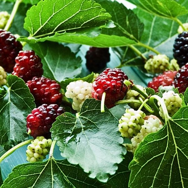 Red Mulberry Tree - Image 4