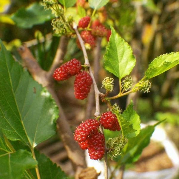 Red Mulberry Tree - Image 5