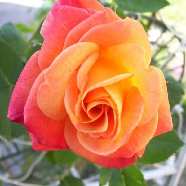 Joseph's Coat Climbing Rose - Image 3