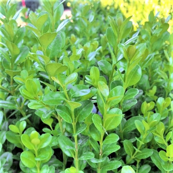 Sprinter® Boxwood - Image 3