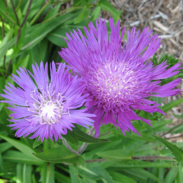 Honeysong Purple Stokes Aster - Image 3