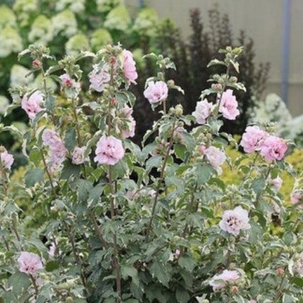 Sugar Tip® Rose of Sharon - Image 3
