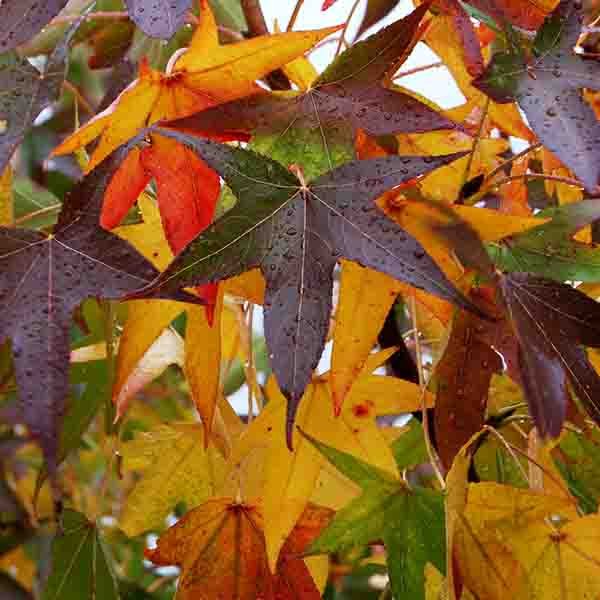 Sweetgum Tree - Image 4