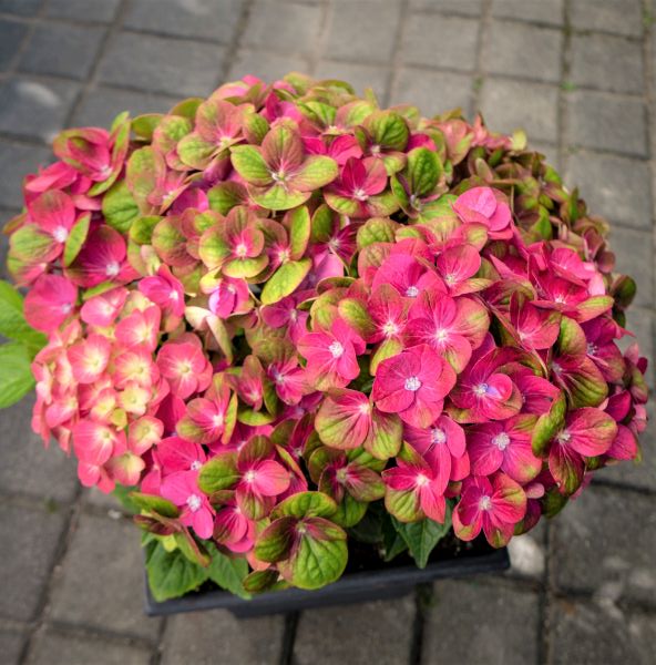 Tilt - A - Swirl® Hydrangea - Image 3
