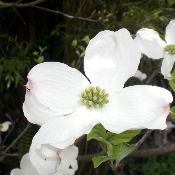 White Flowering Dogwood - Image 4