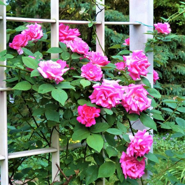 Zephirine Drouhin Climbing Rose - Image 3
