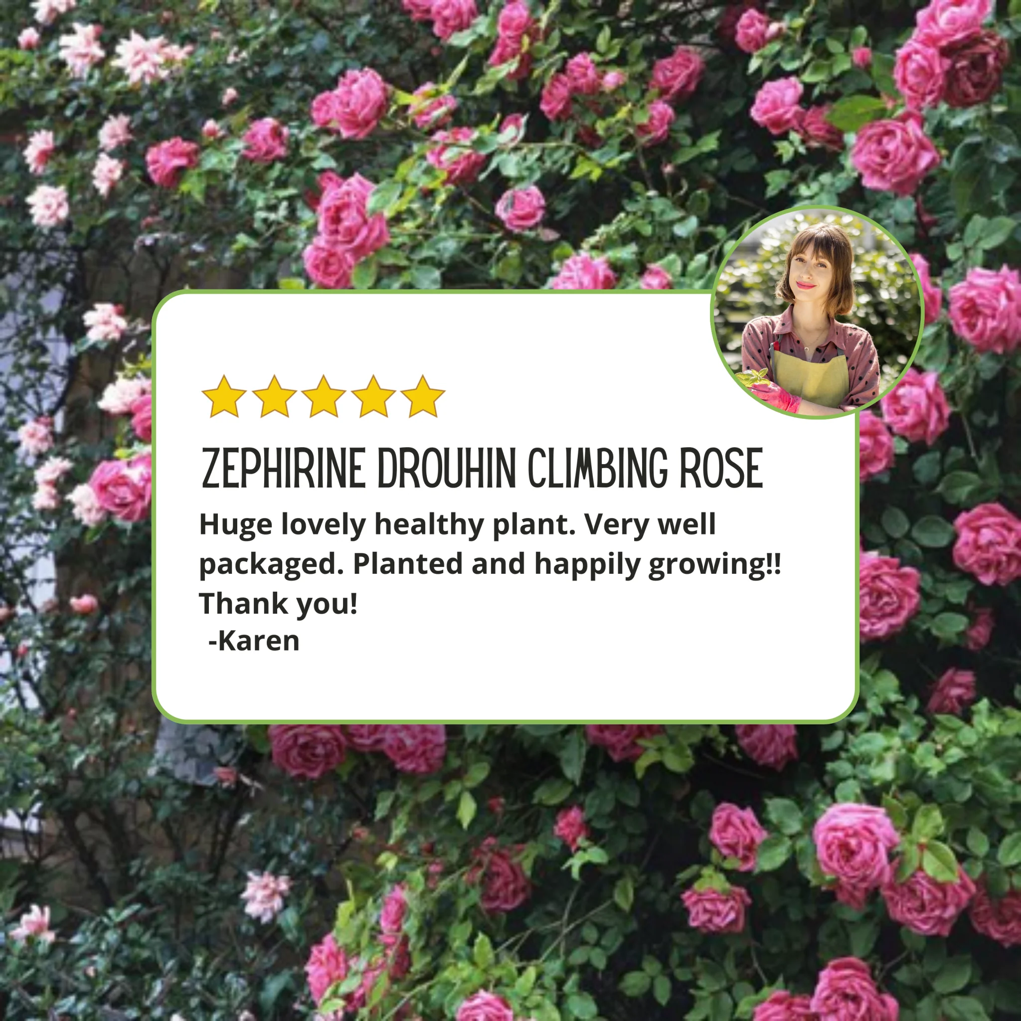 Zephirine Drouhin Climbing Rose - Image 4
